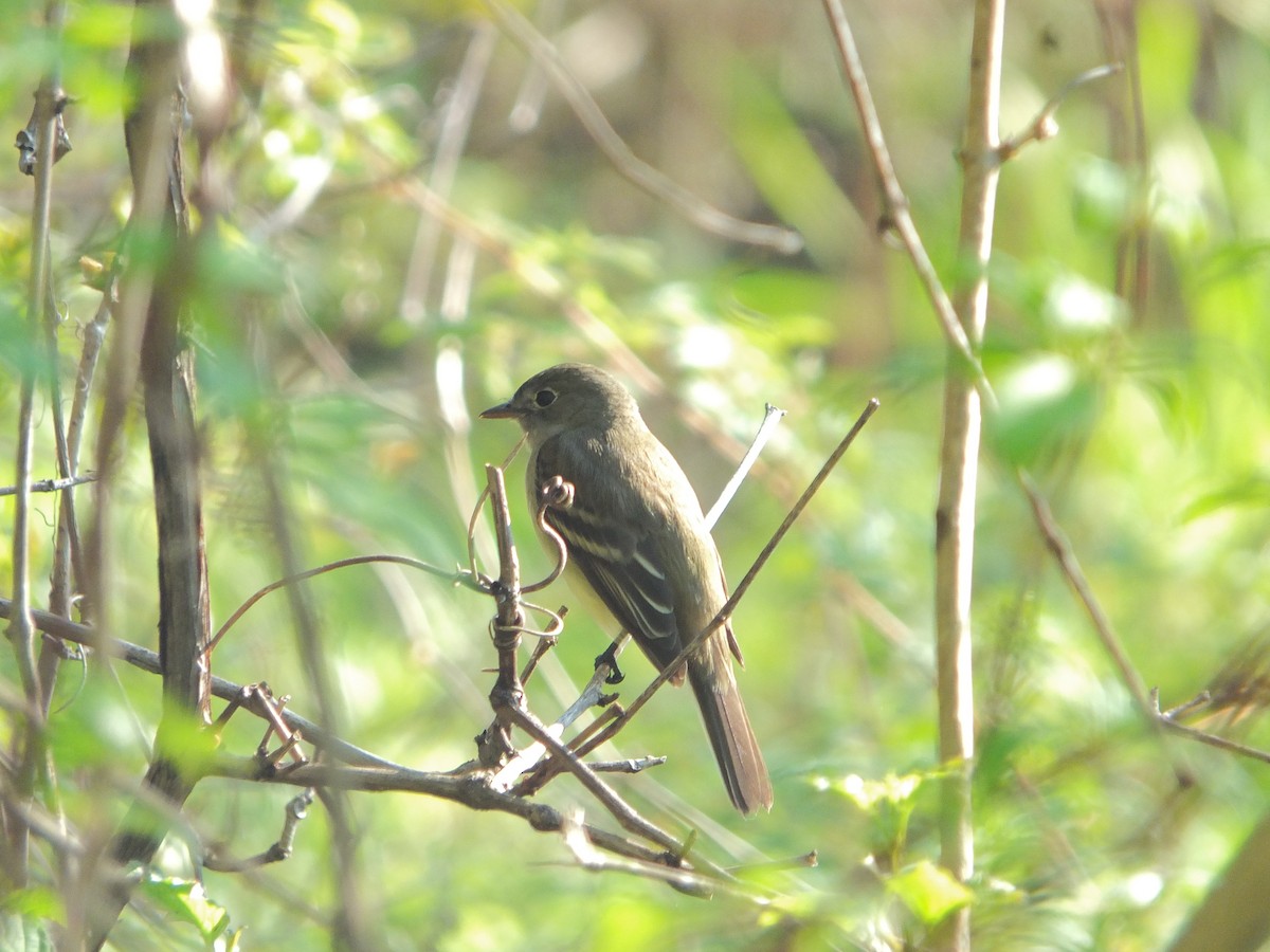 Alder/Willow Flycatcher (Traill's Flycatcher) - ML632516653