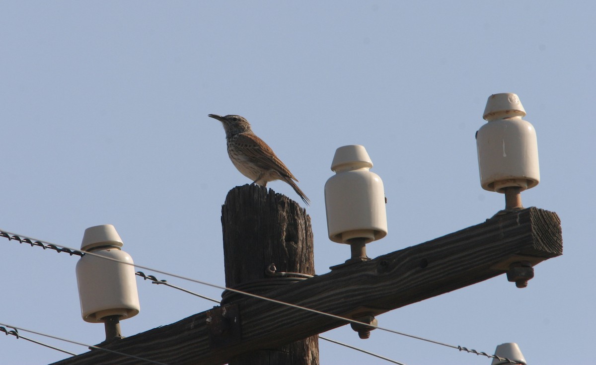 Karoo Long-billed Lark (Karoo) - ML632516760
