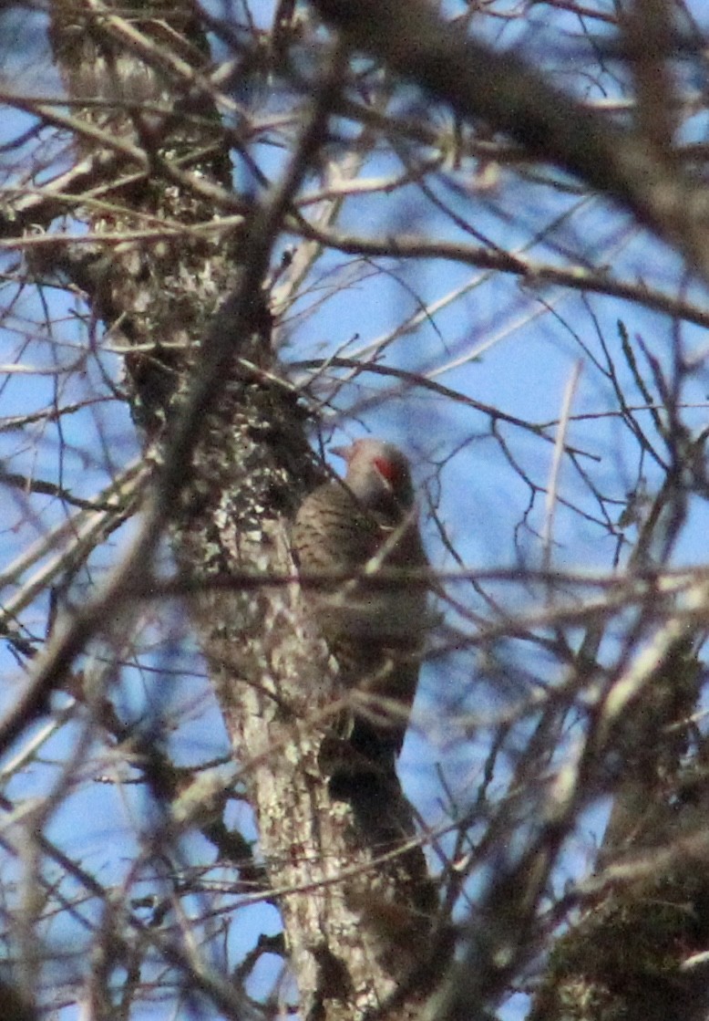 Northern Flicker - ML632516790