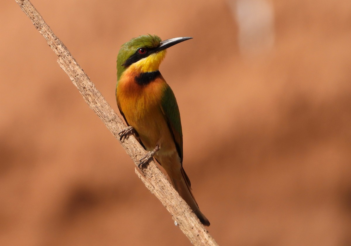 Little Bee-eater - ML632516796