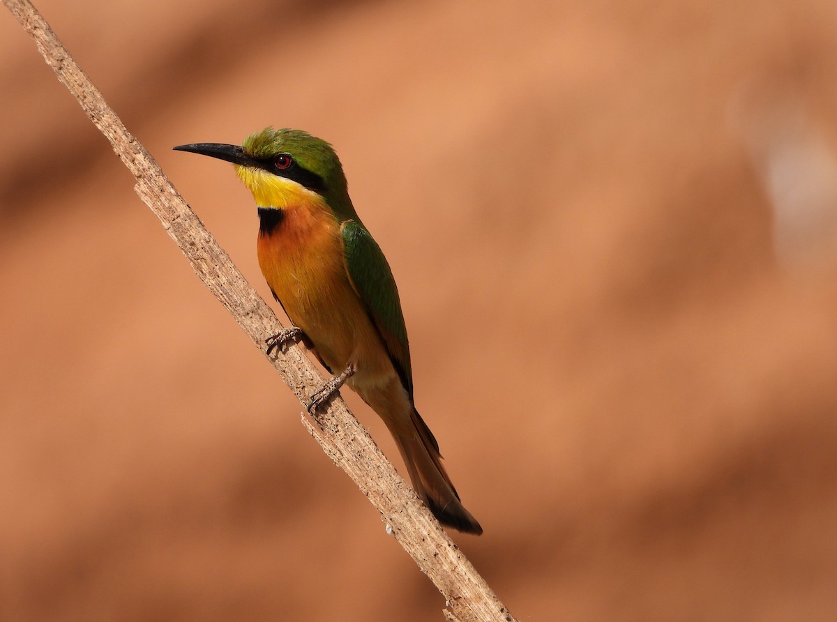 Little Bee-eater - ML632516797