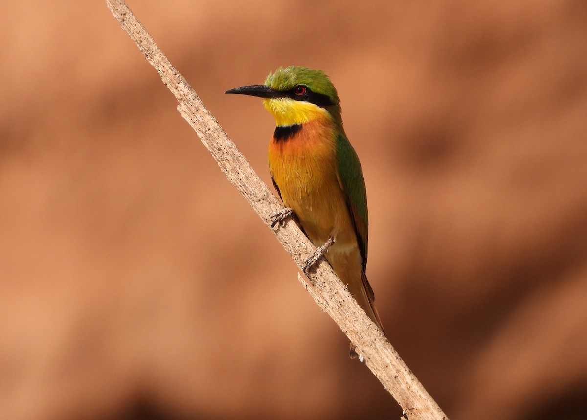 Little Bee-eater - ML632516798
