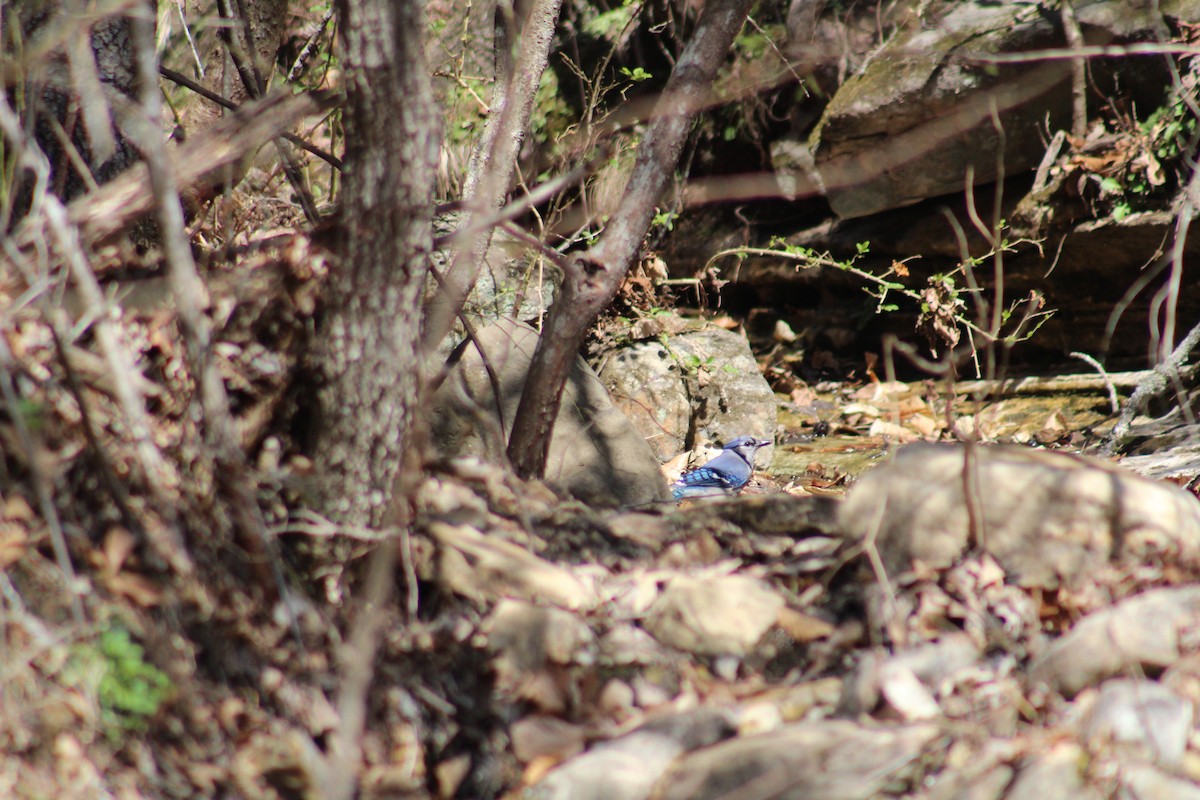 Blue Jay - ML632516824