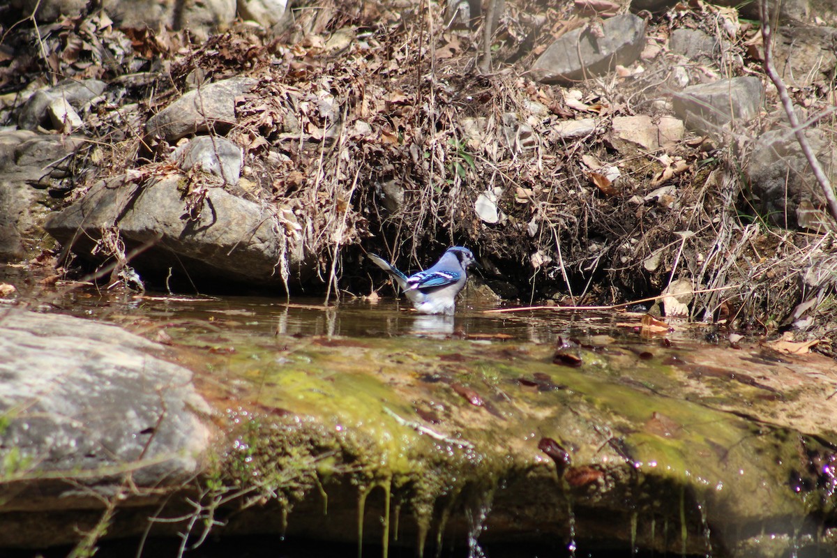 Blue Jay - ML632516825