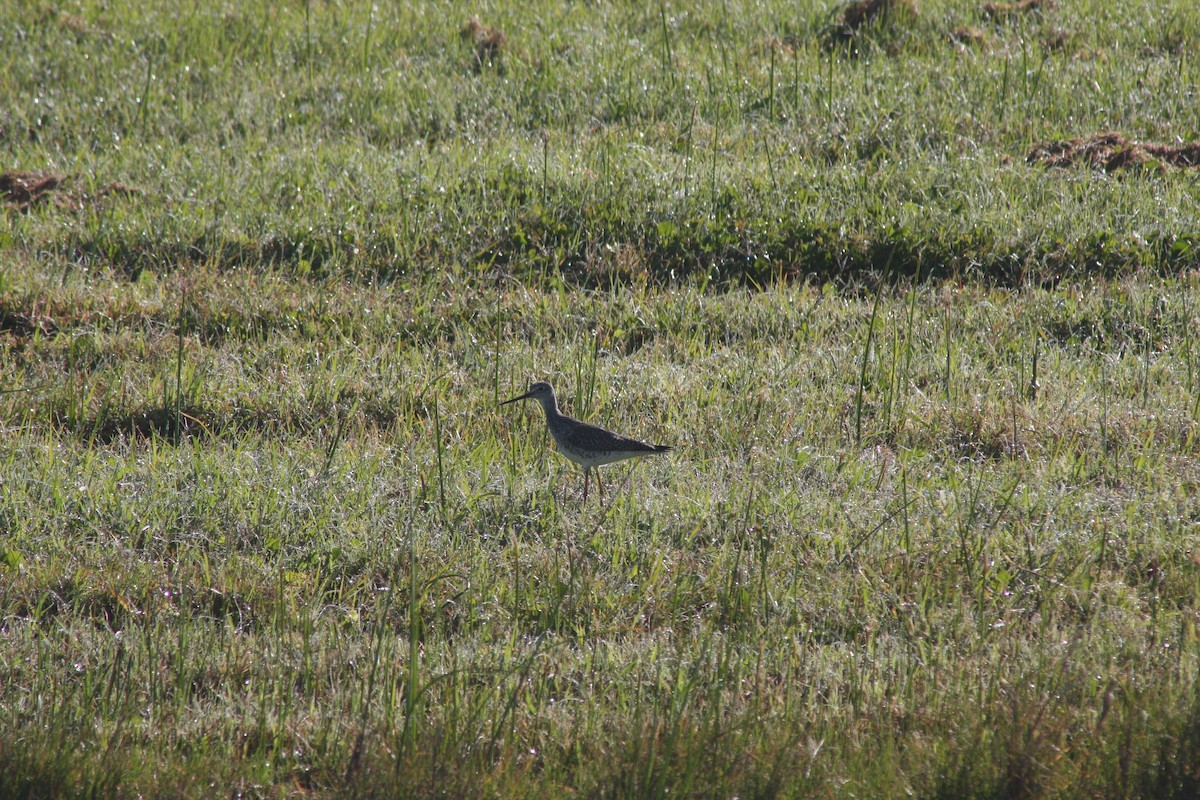 Greater Yellowlegs - ML632516835