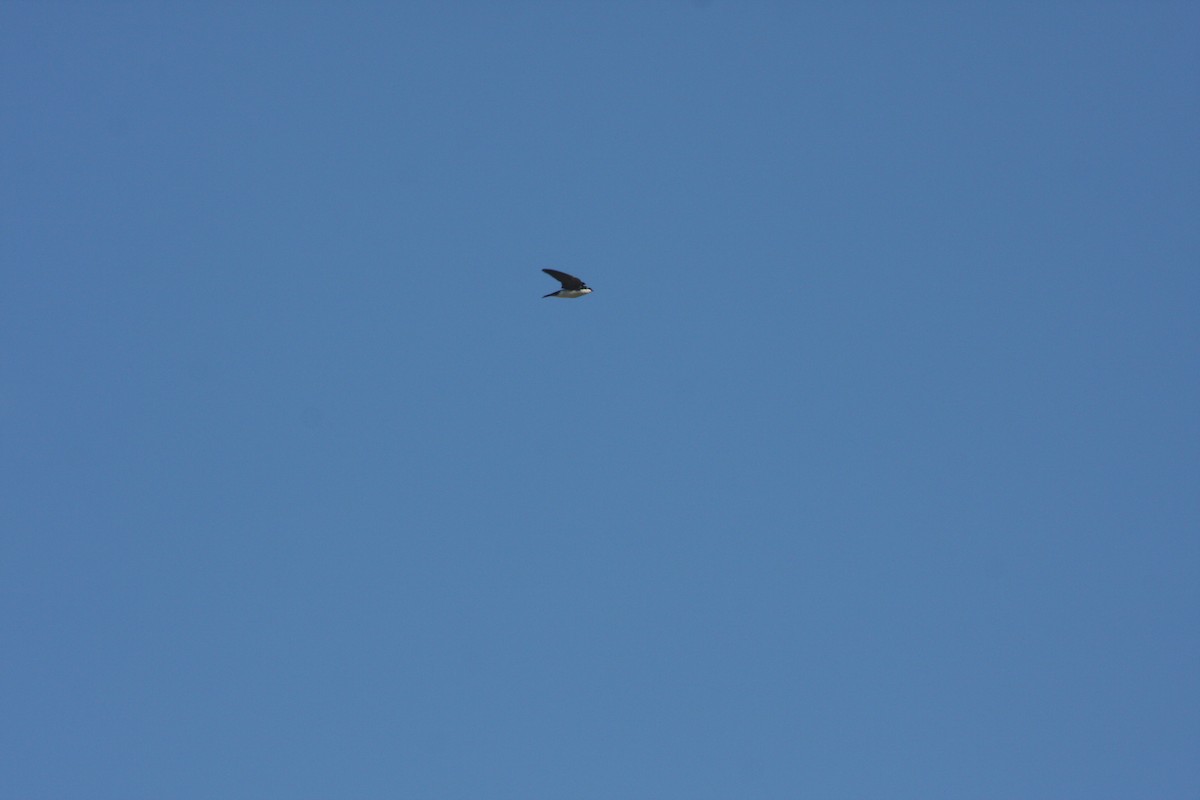 Tree Swallow - ML632516837
