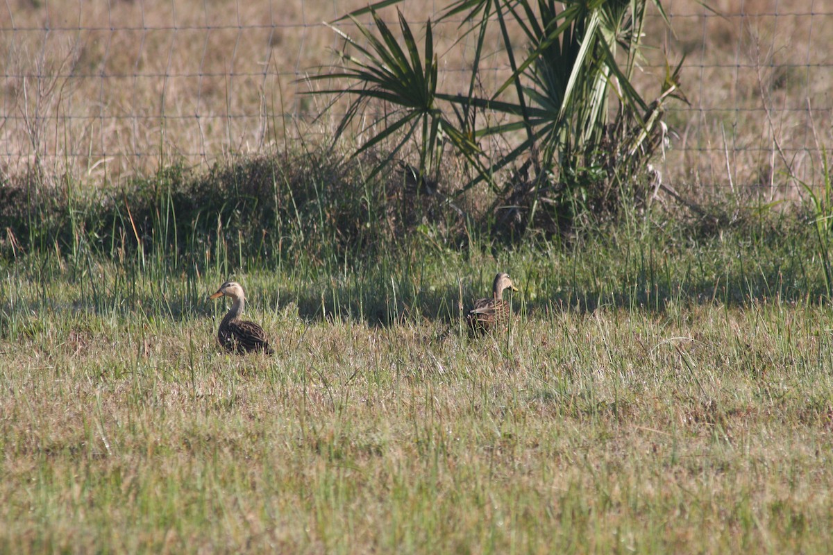 Mottled Duck - ML632516844