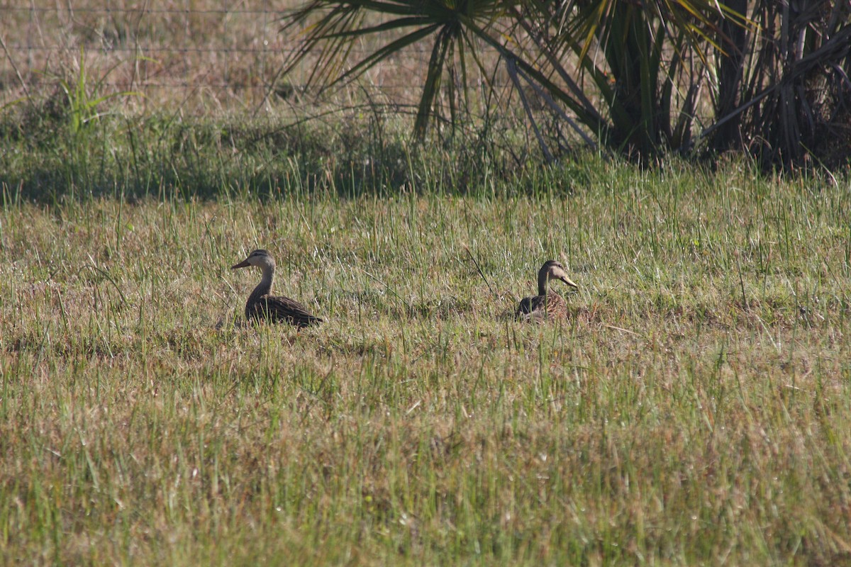 Mottled Duck - ML632516845