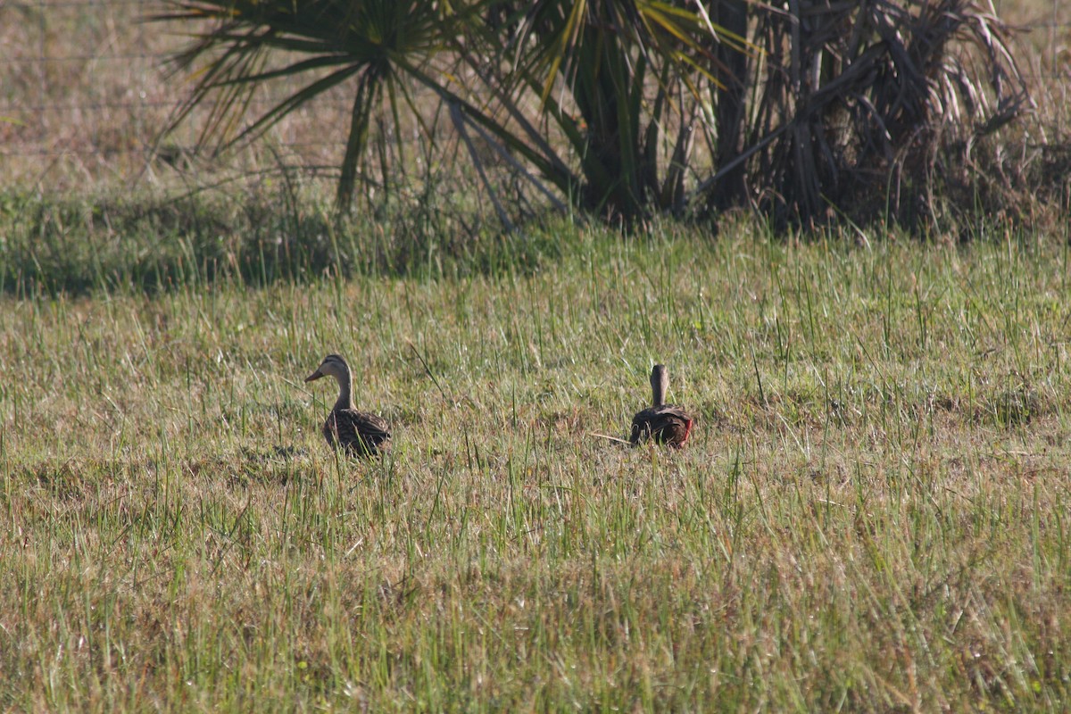 Mottled Duck - ML632516846