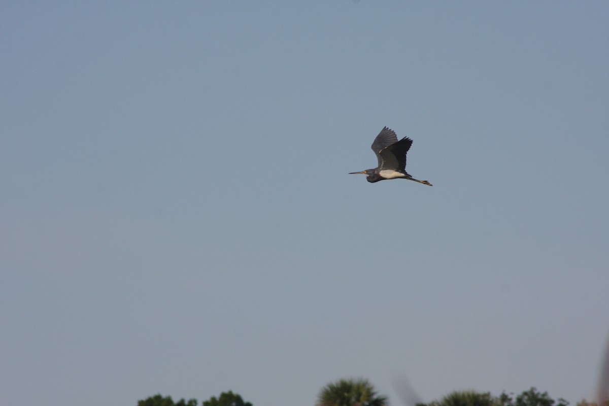 Tricolored Heron - ML632516861