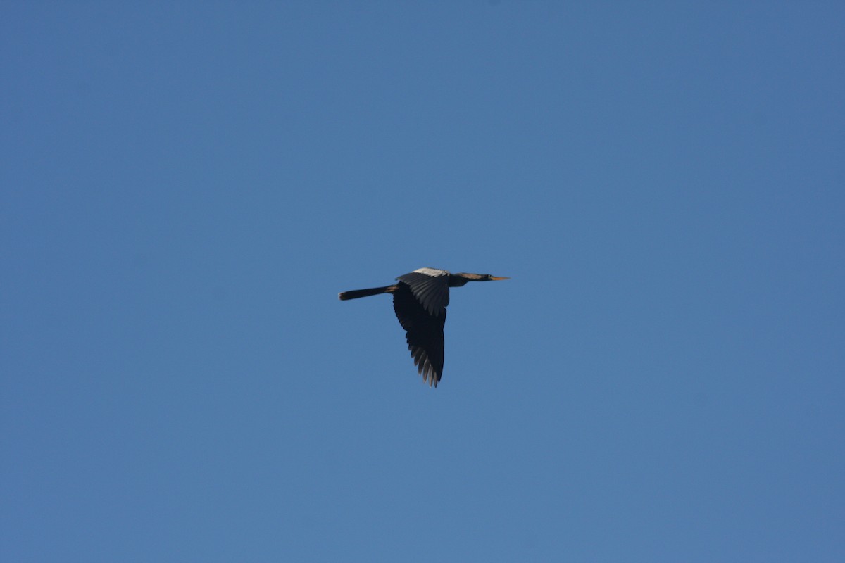 Anhinga - ML632516863