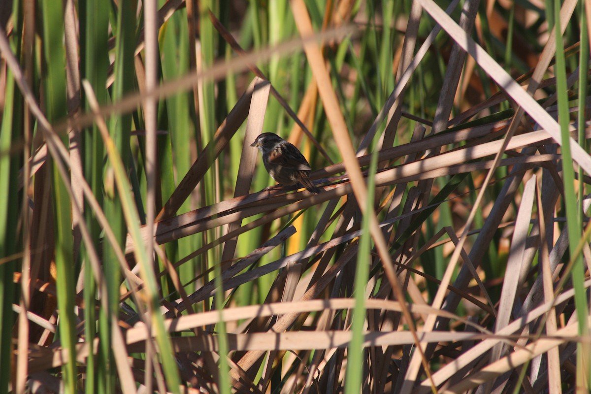 Swamp Sparrow - ML632516871