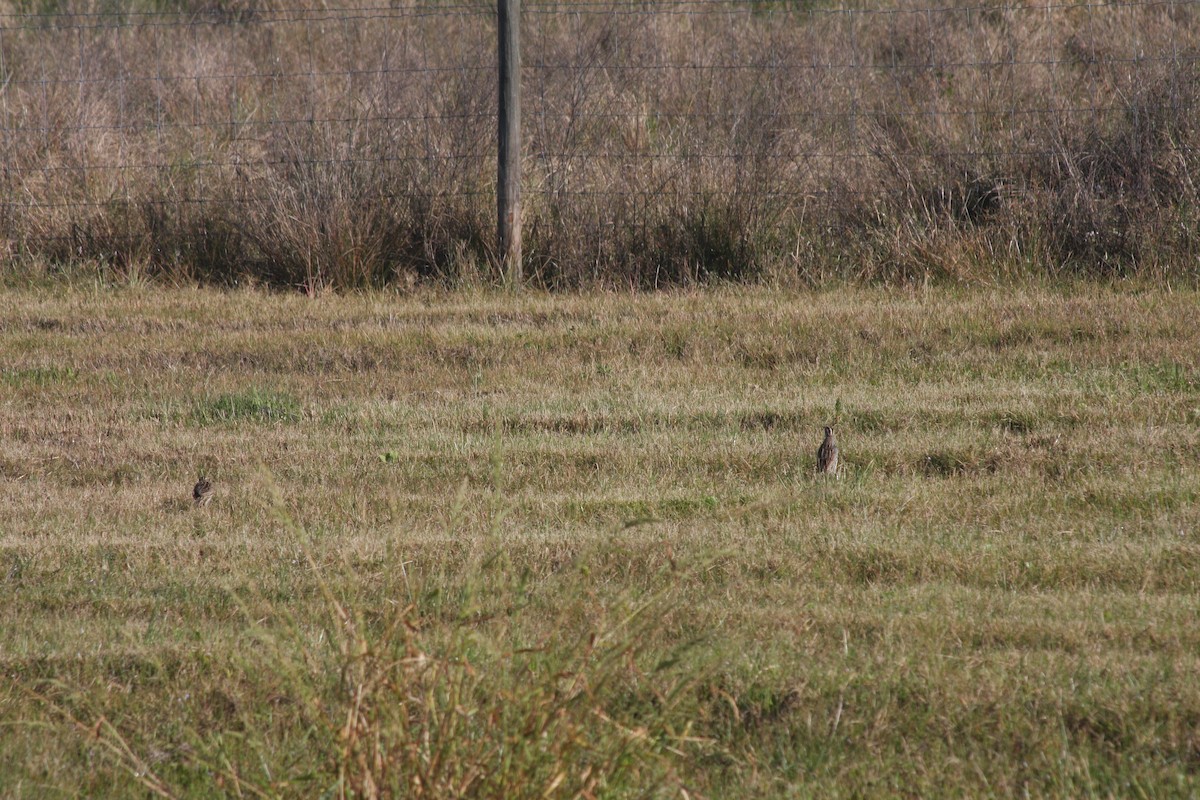 Eastern Meadowlark - ML632516874