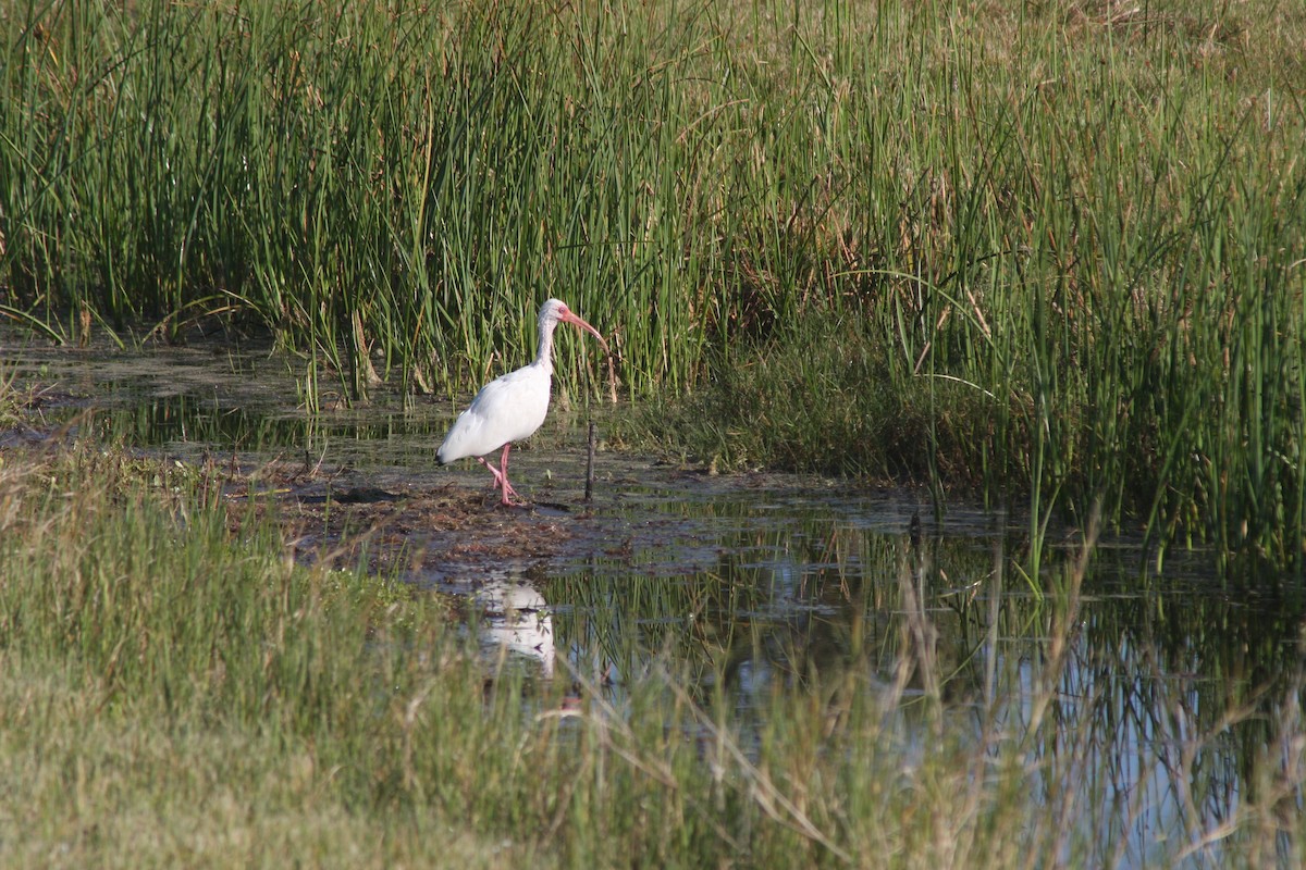 White Ibis - ML632516887