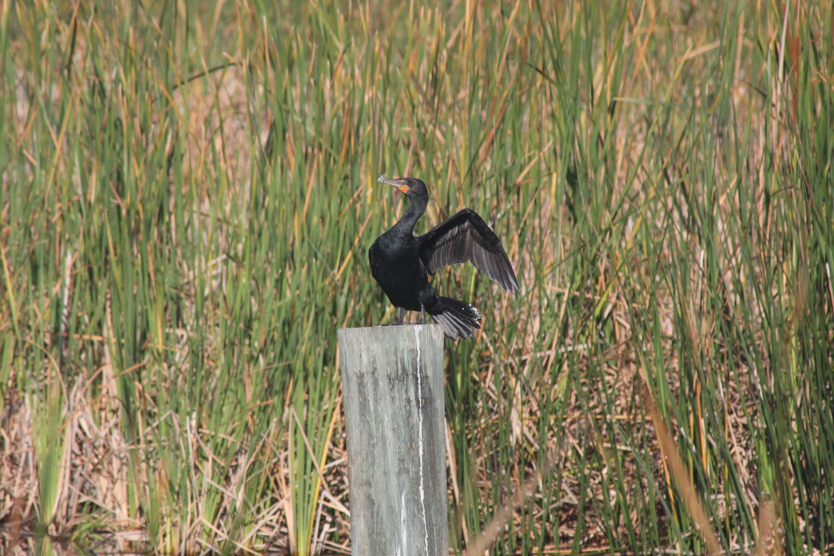 Double-crested Cormorant - ML632516888
