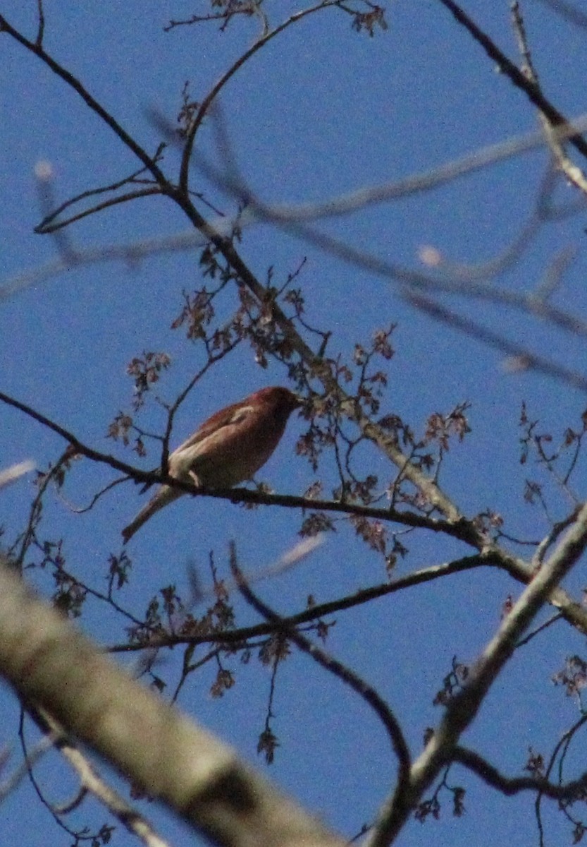Purple Finch - ML632516893
