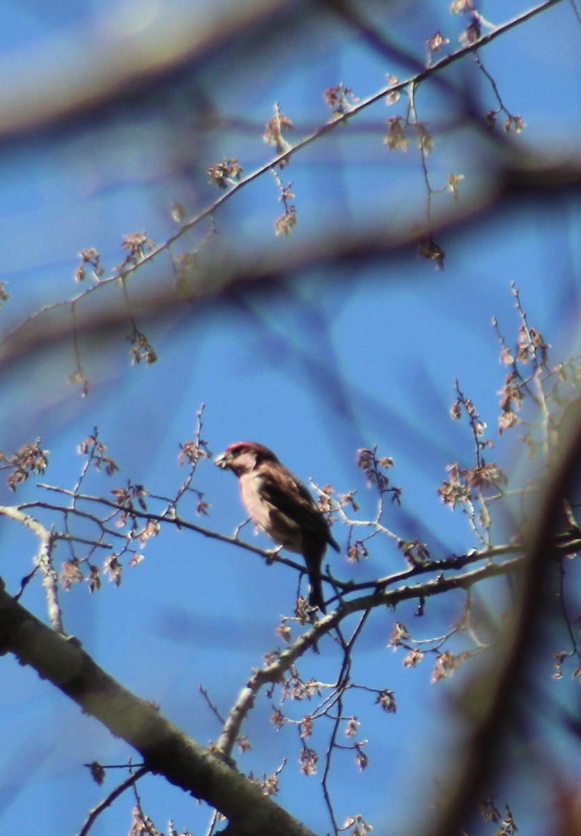 Purple Finch - ML632516894