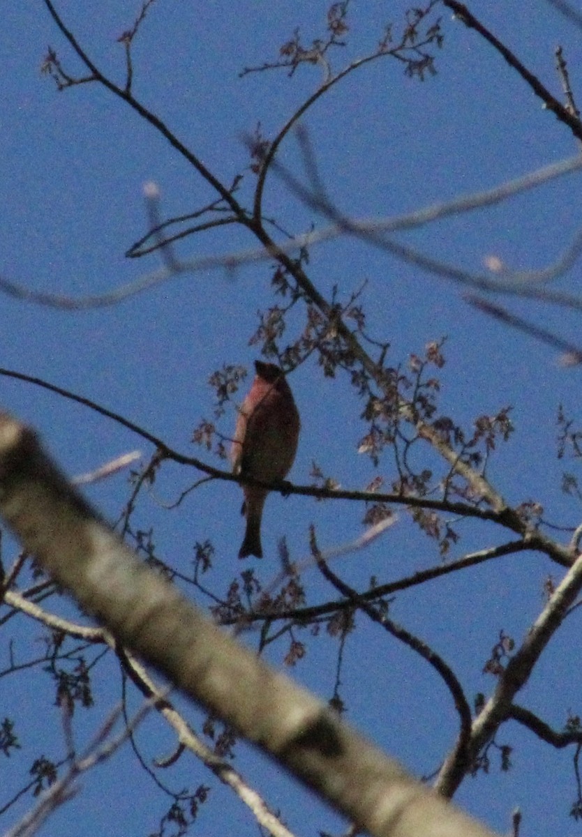 Purple Finch - ML632516895