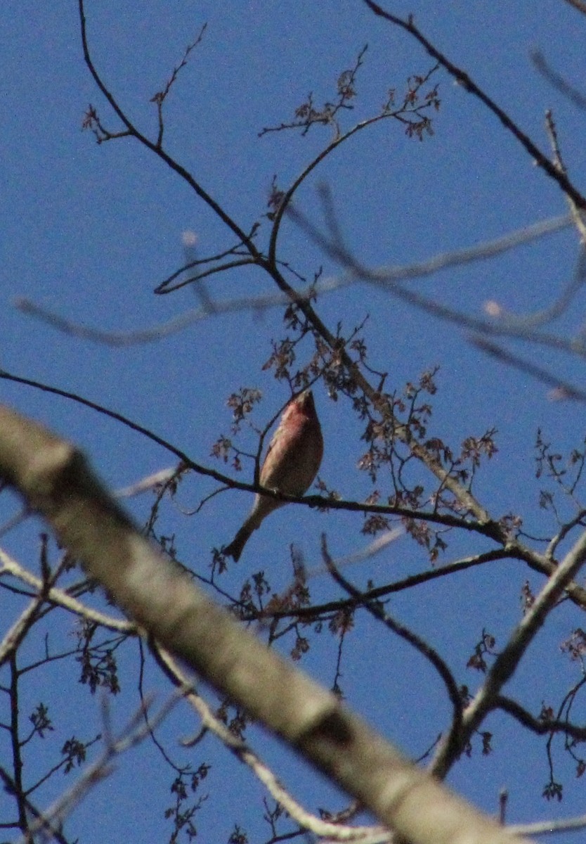 Purple Finch - ML632516896