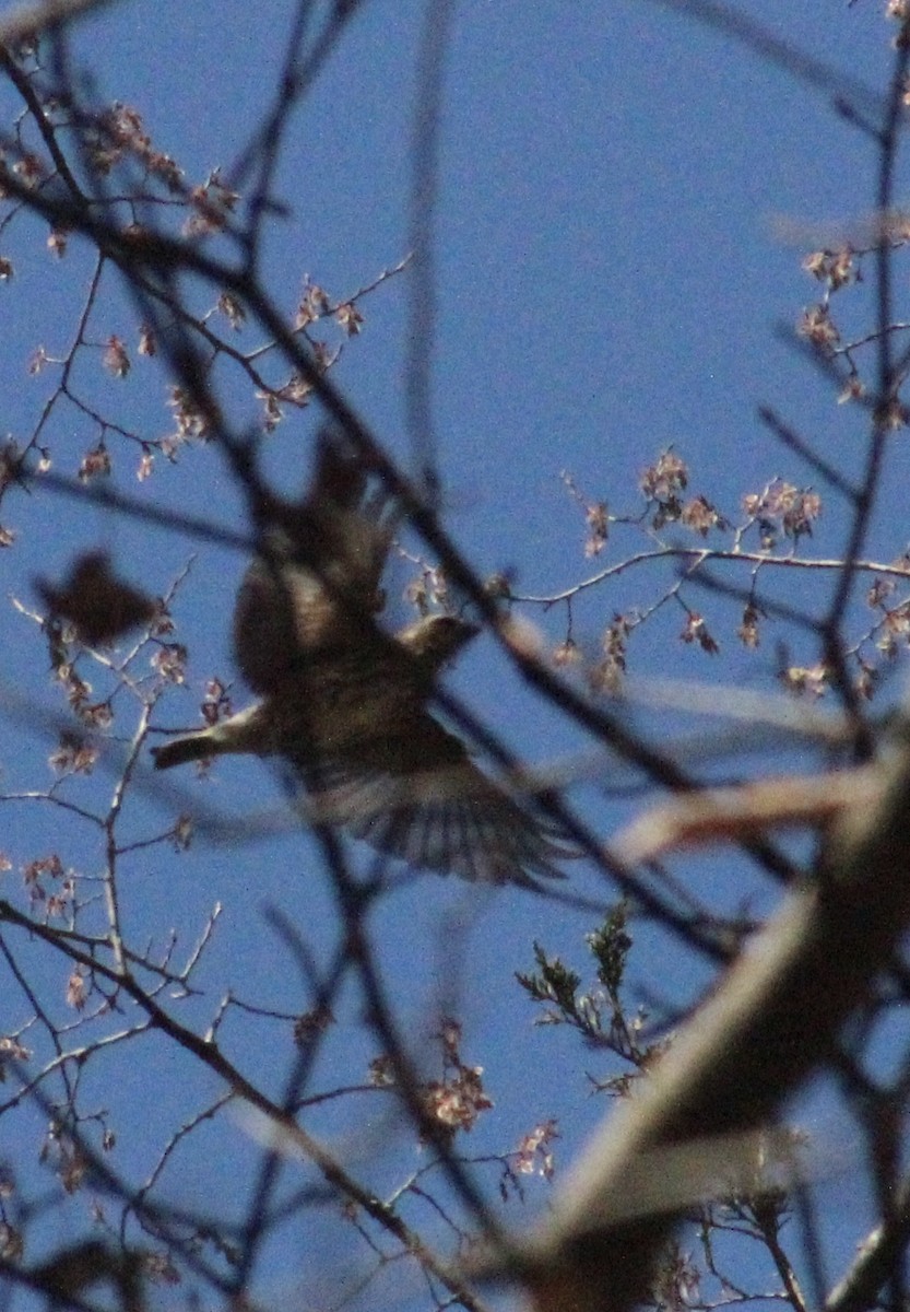 Purple Finch - ML632516897