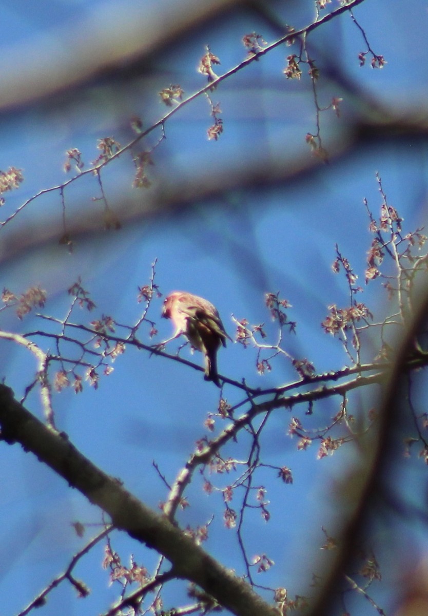 Purple Finch - ML632516898