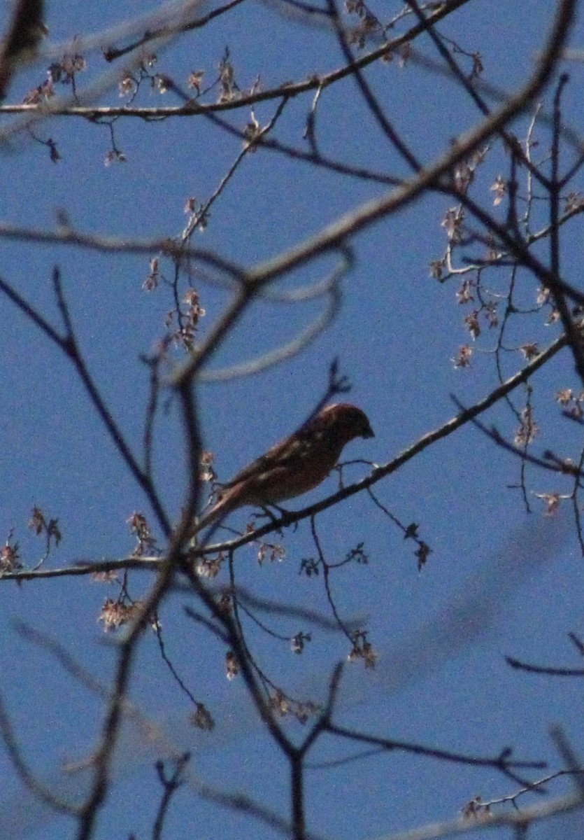 Purple Finch - ML632516899