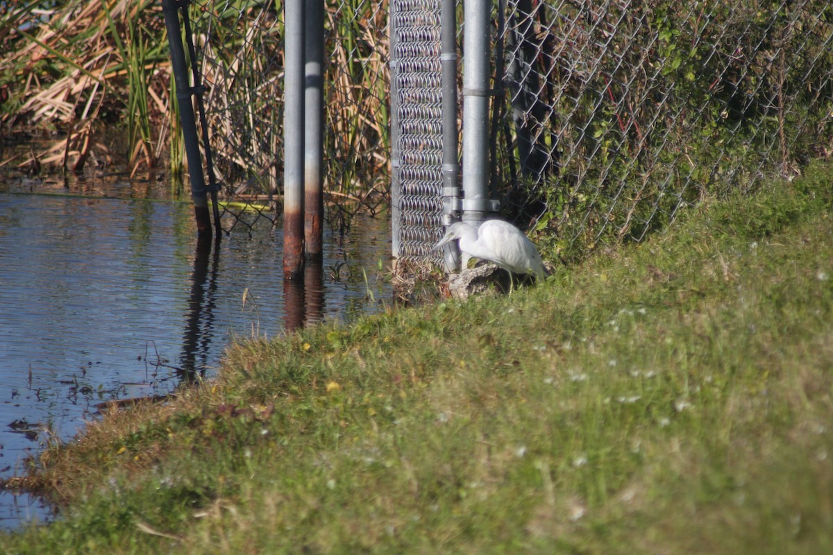 Little Blue Heron - ML632516900