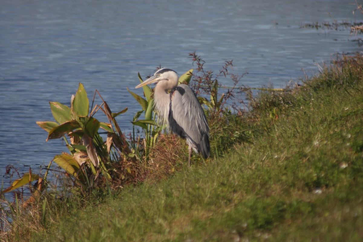 Great Blue Heron (Great Blue) - ML632516902