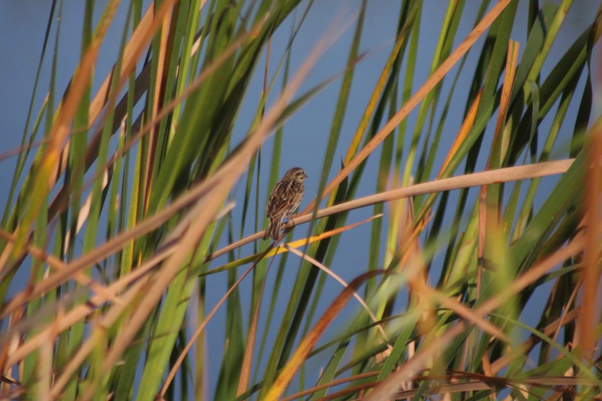 Savannah Sparrow (Savannah) - ML632516912