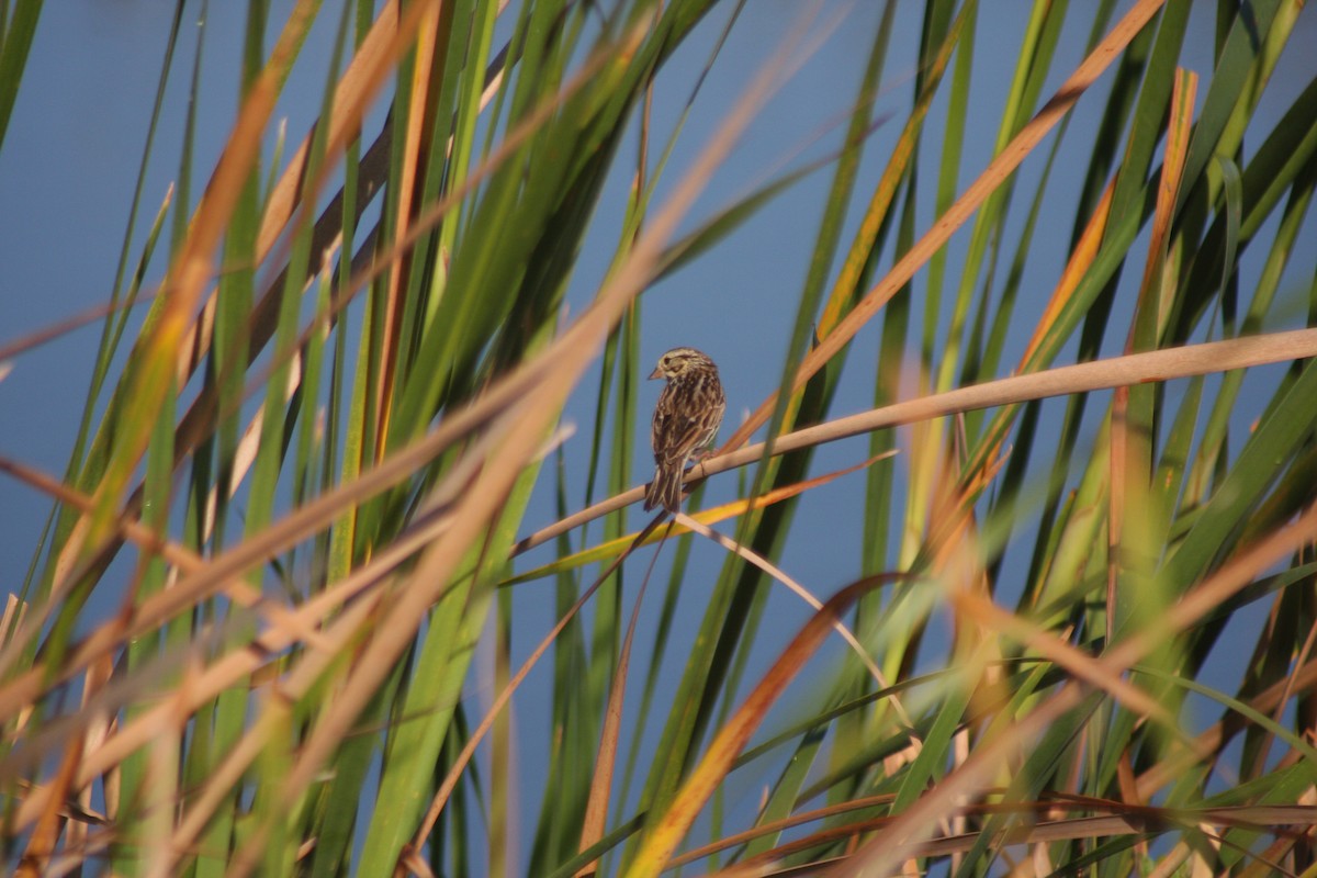 Savannah Sparrow (Savannah) - ML632516914