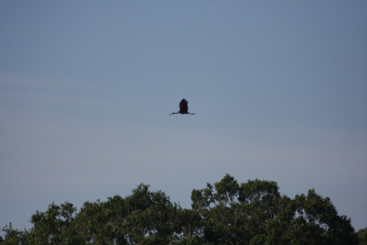 Limpkin (Speckled) - ML632516922