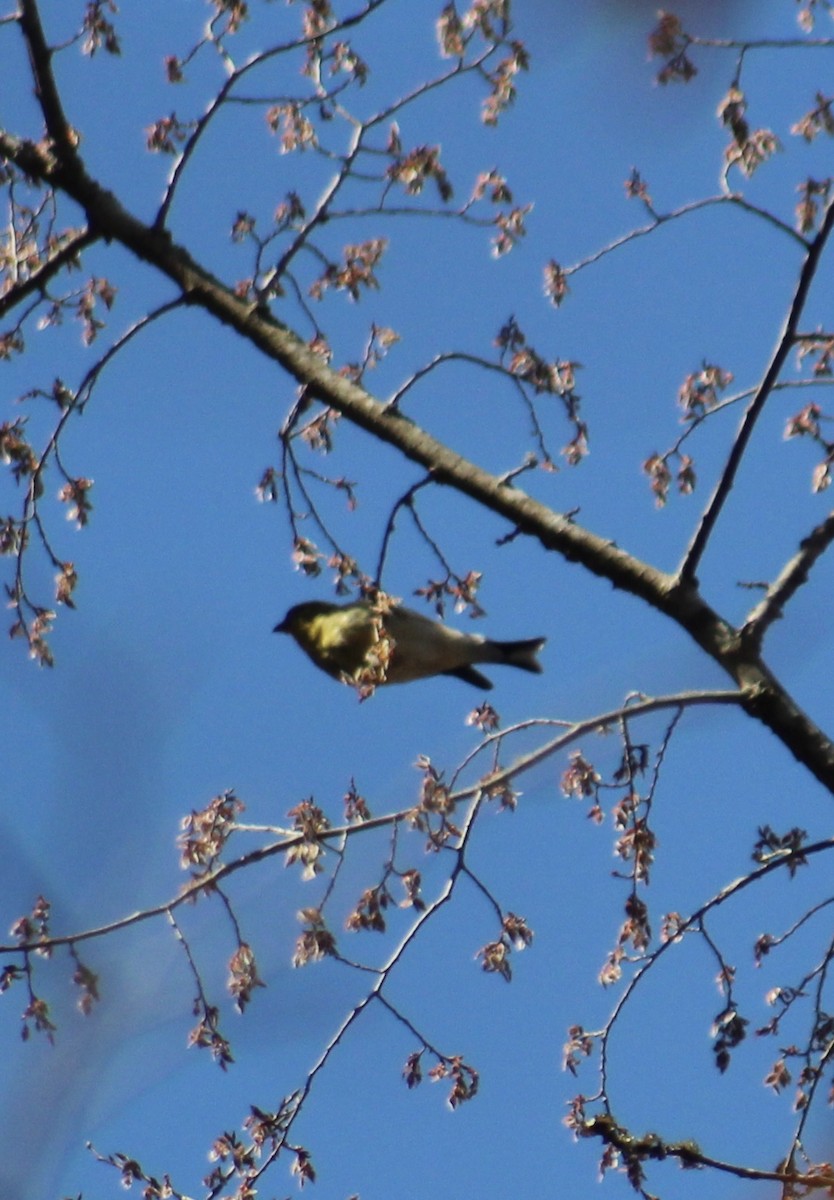 American Goldfinch - ML632516923