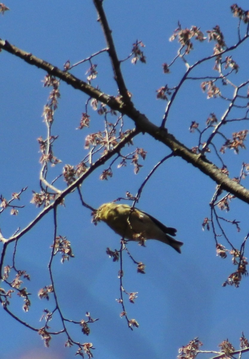 American Goldfinch - ML632516924