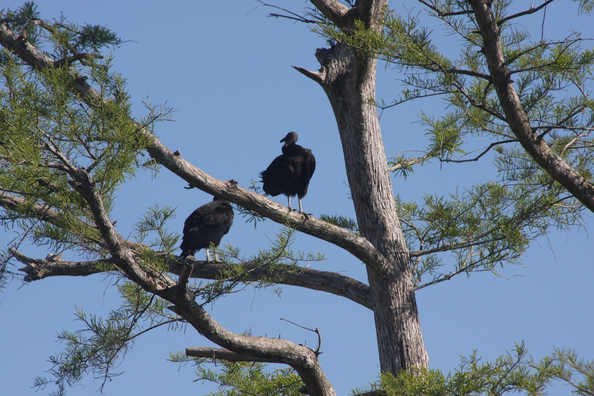 Black Vulture - ML632516932