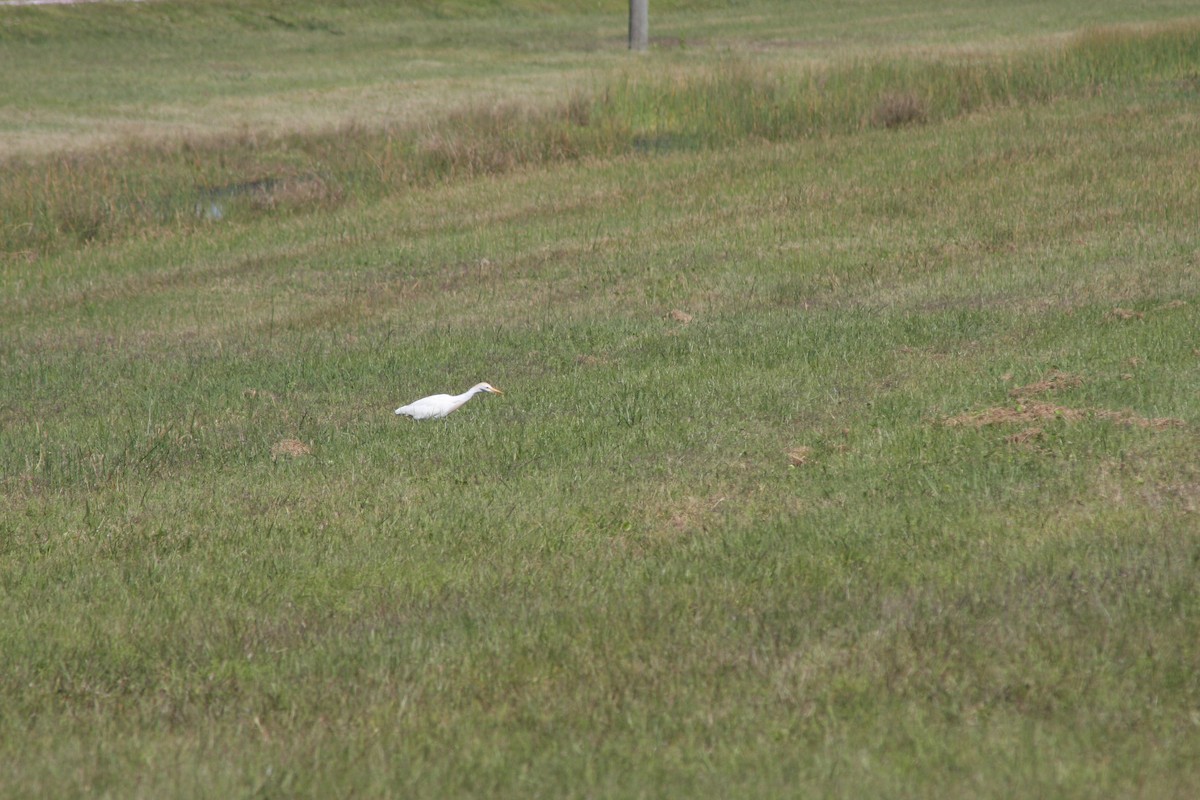 Western Cattle-Egret - ML632516937