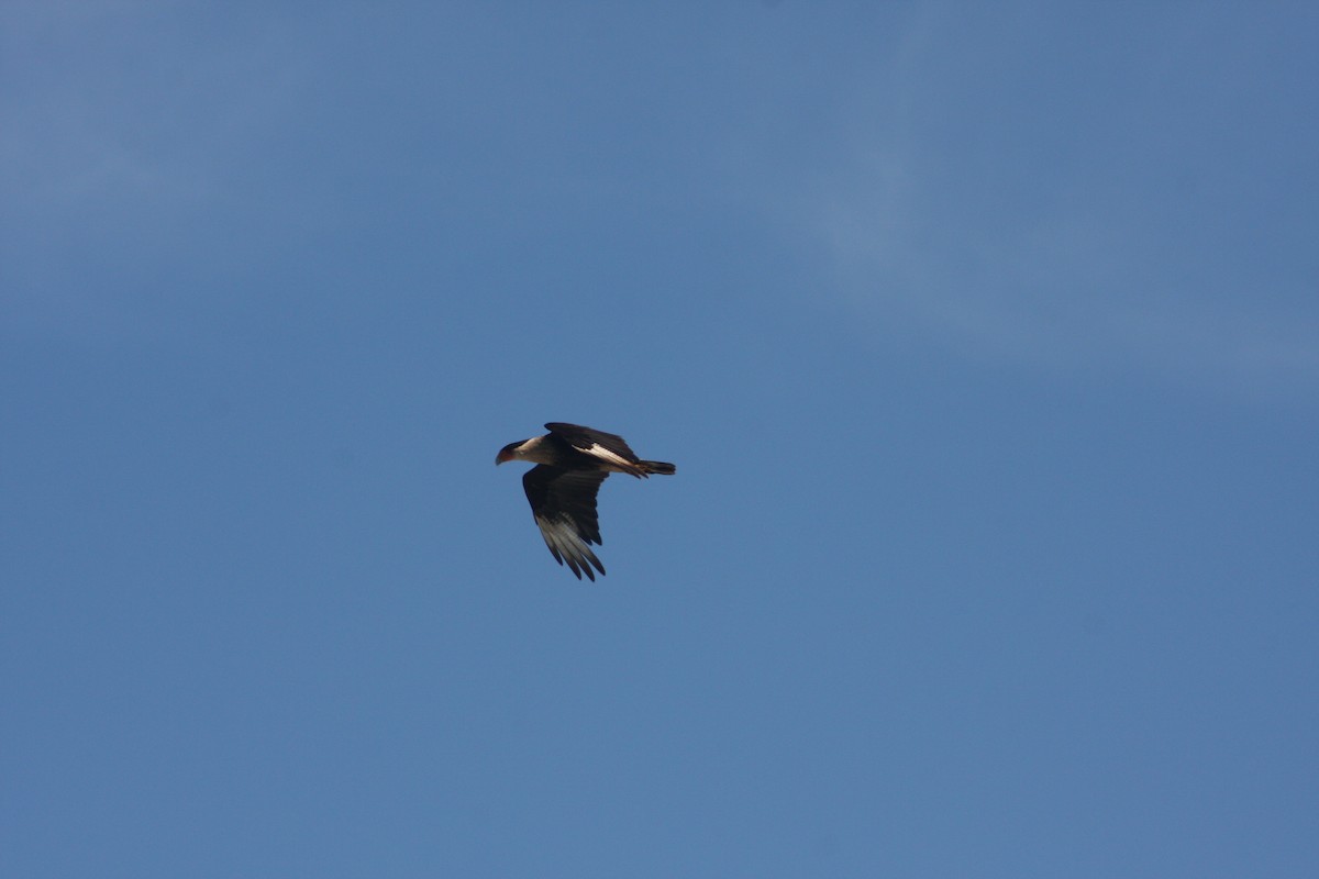 Crested Caracara - ML632516942