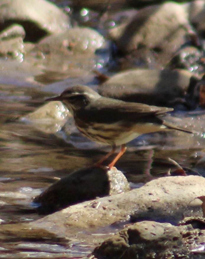 Louisiana Waterthrush - ML632516994