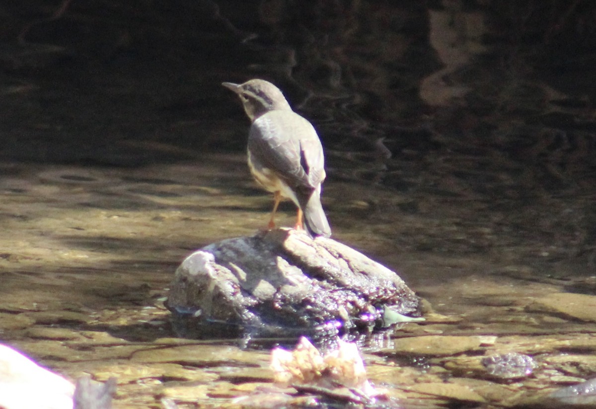 Louisiana Waterthrush - ML632516995