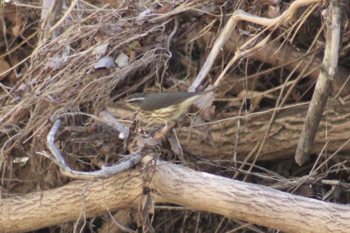 Louisiana Waterthrush - ML632516996