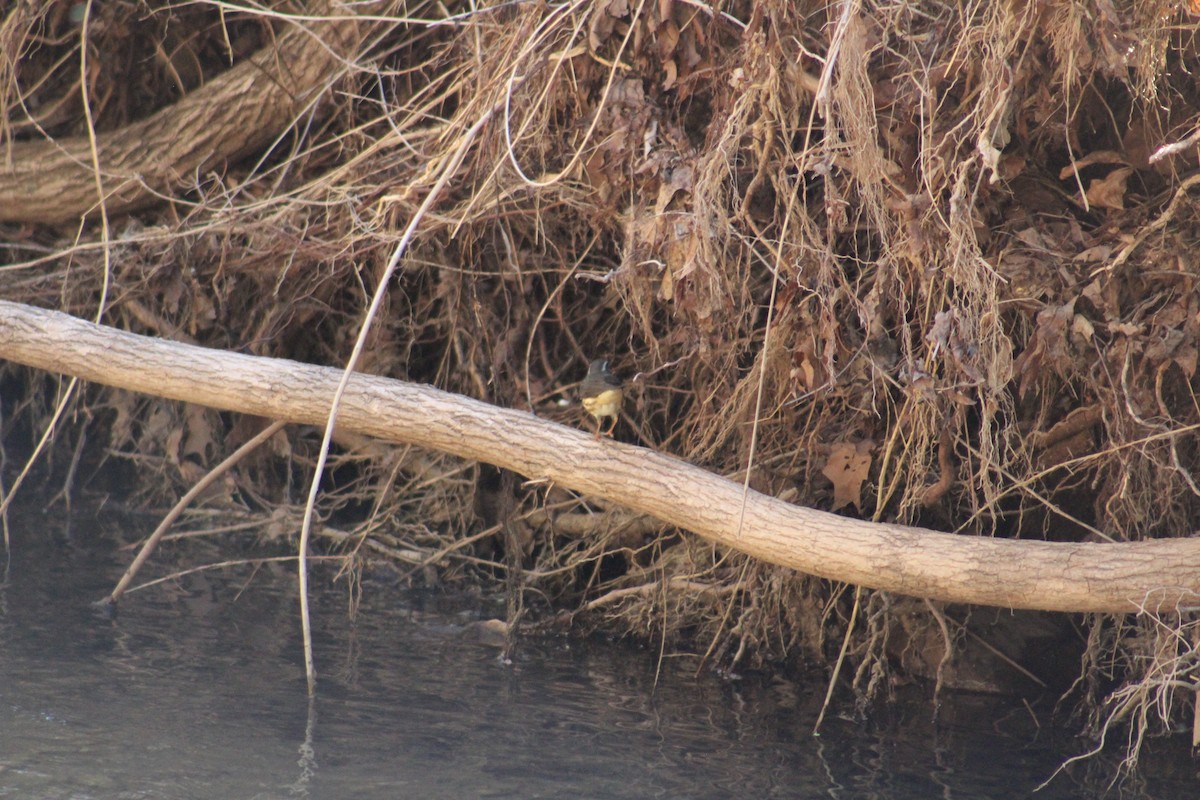 Louisiana Waterthrush - ML632516997