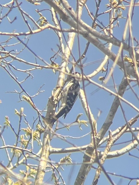 Hairy Woodpecker - ML632517124
