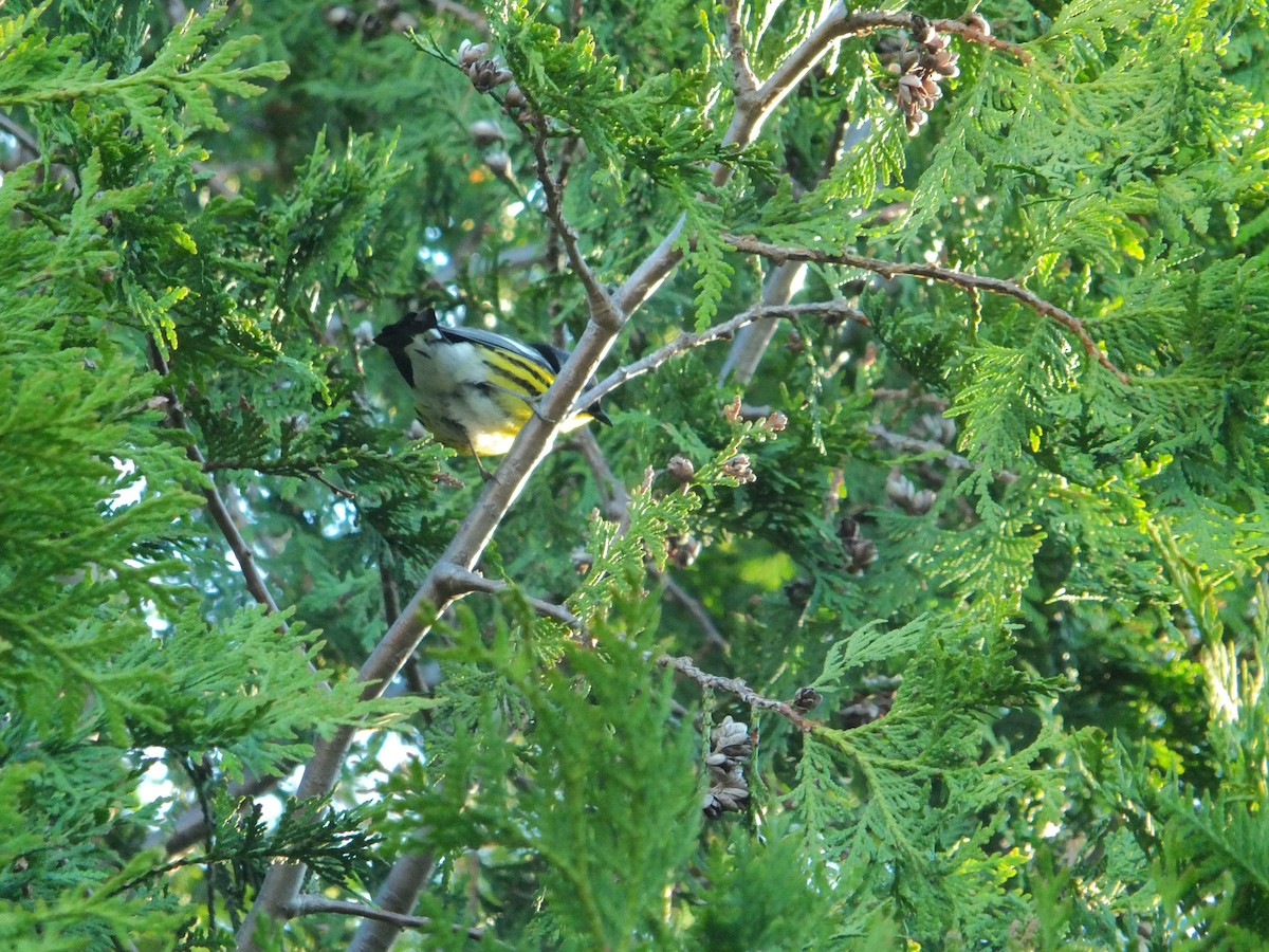 Magnolia Warbler - ML632517249