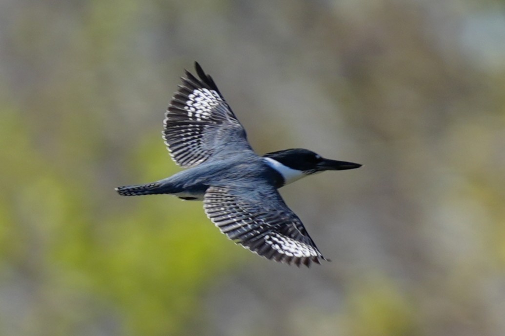 Belted Kingfisher - ML632517331