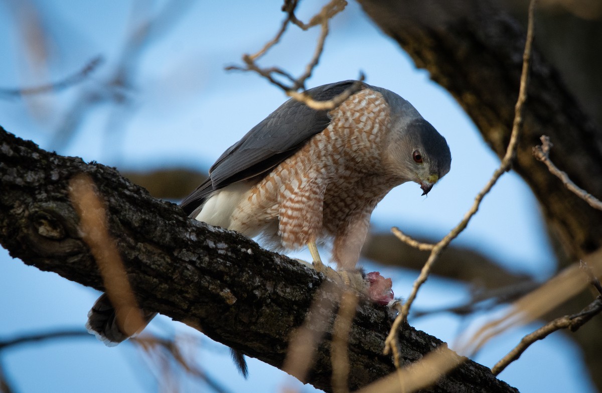 Cooper's Hawk - ML632517373