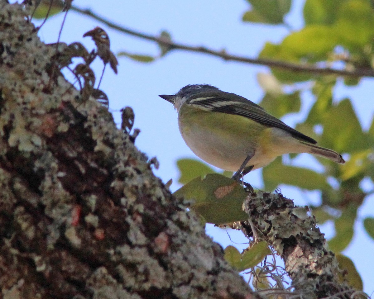 Graukopfvireo - ML632517379