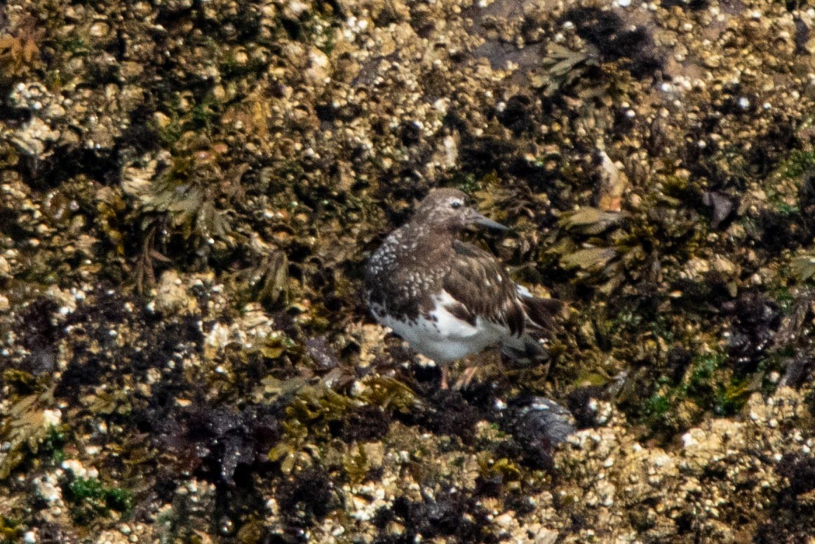 Harri-iraulari iluna - ML632517412