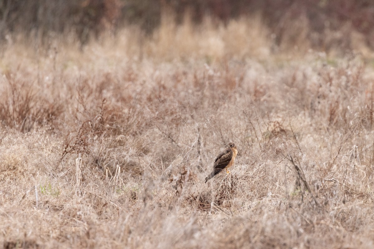 Northern Harrier - ML632517508