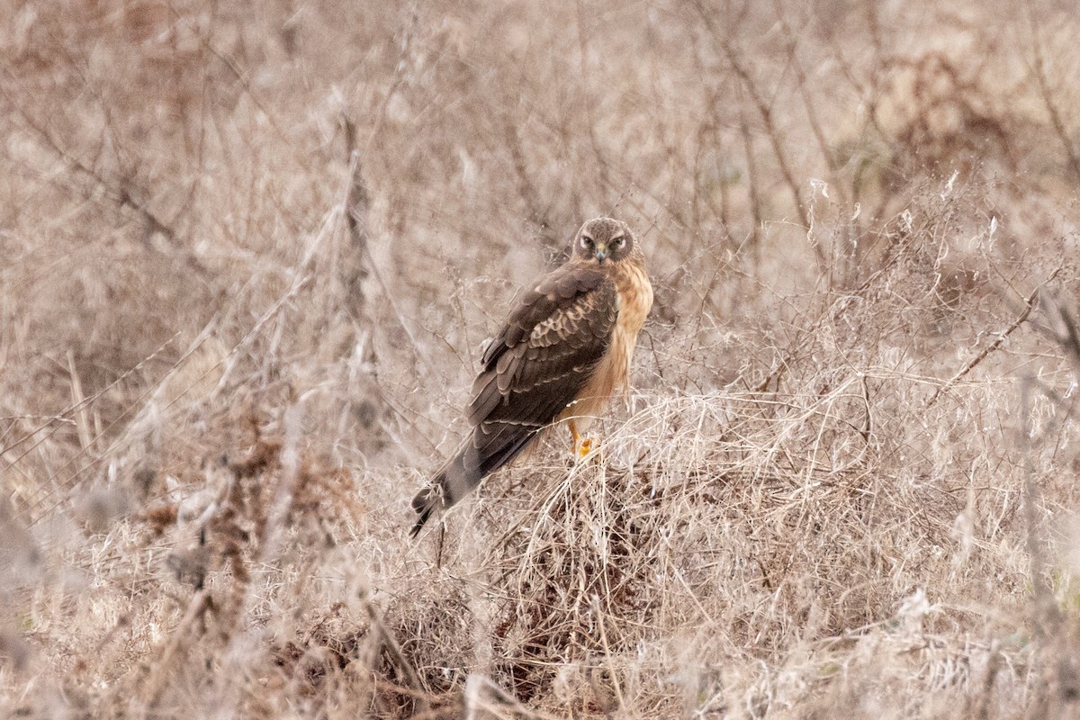 Northern Harrier - ML632517509
