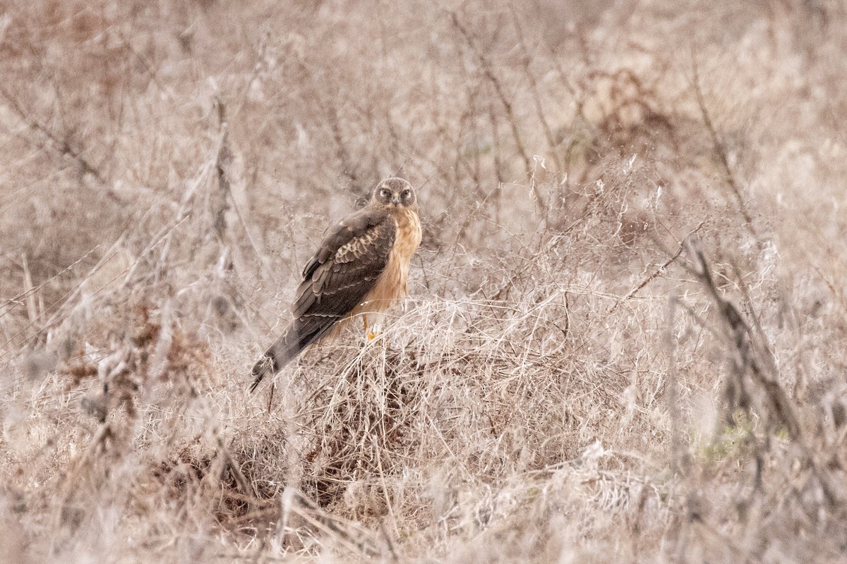 Northern Harrier - ML632517510