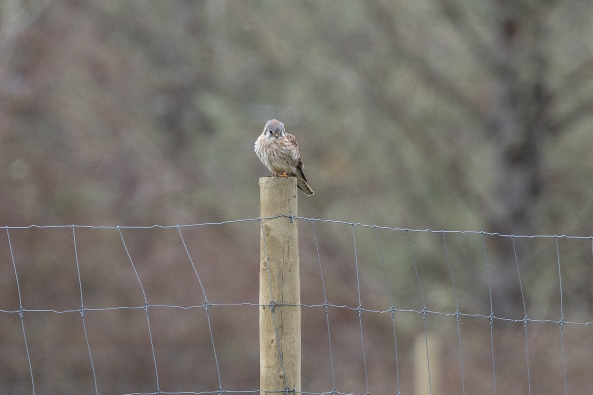 American Kestrel - ML632517609